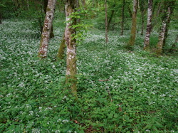 Randonnée du 14 mai 2024 vers Fixey