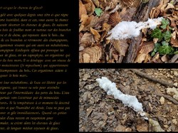 Randonnée du 4 Février 2025 vers Messigny et Vantoux