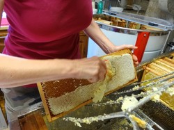 visite de ruchers 123,SoMiel partie 2