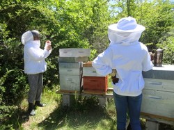 visite de ruchers 123,SoMiel partie 2