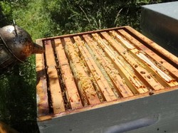 visite de ruchers 123,SoMiel partie 2