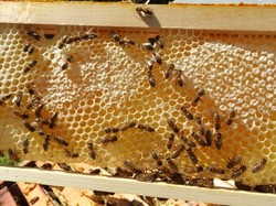 visite de ruchers 123,SoMiel partie 2