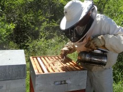 visite de ruchers 123,SoMiel partie 2