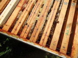 visite de ruchers 123,SoMiel partie 2