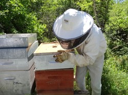 visite de ruchers 123,SoMiel partie 2