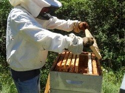 visite de ruchers 123,SoMiel partie 2